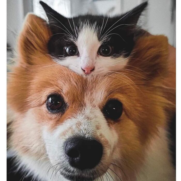 30 Funny Moments With Cats That Will Definitely Brighten Your Day