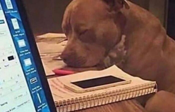 Adorable Dog Moments With Best Annotations To Brighten Your Day
(31 Pics)