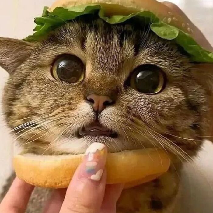 31 Absolutely Adorable And Hilarious Cats That Were Sneakily Caught On Camera And Eventually End Up On ‘Comicism’ Instagram Page