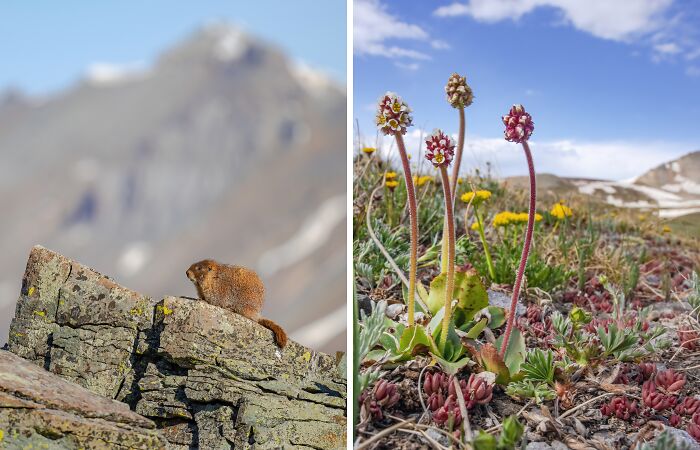 Why I Love Springtime In The Mountains (11 Pics)