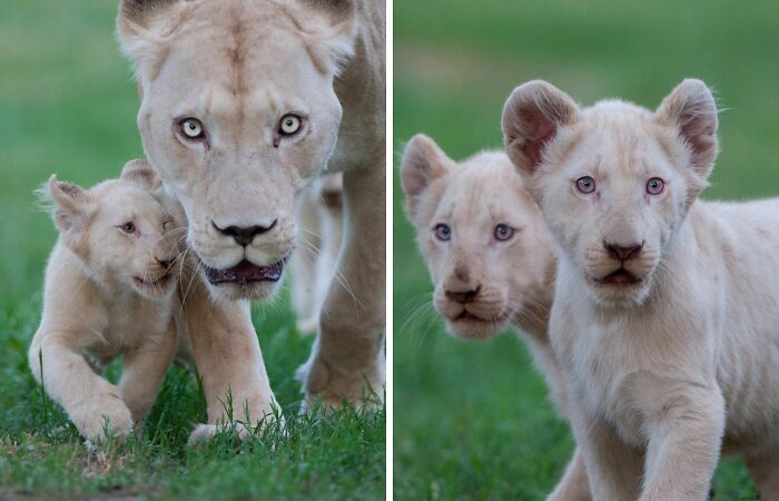 The First Steps Outside Of These Baby White Lions (10 Pics)