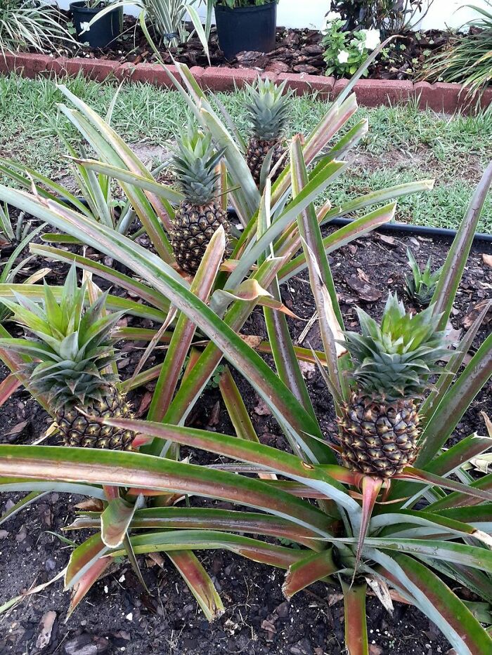 Creative-Gardening-Pictures