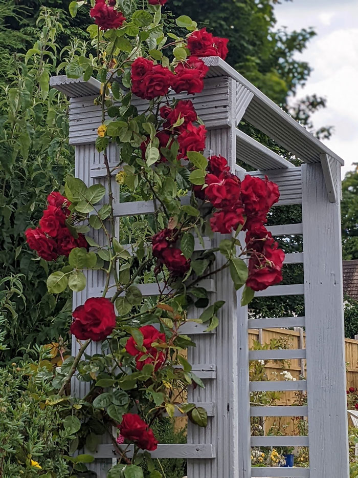 Creative-Gardening-Pictures