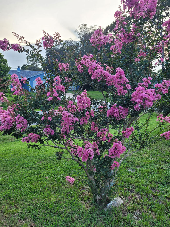 Creative-Gardening-Pictures