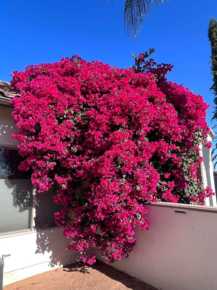 Creative-Gardening-Pictures