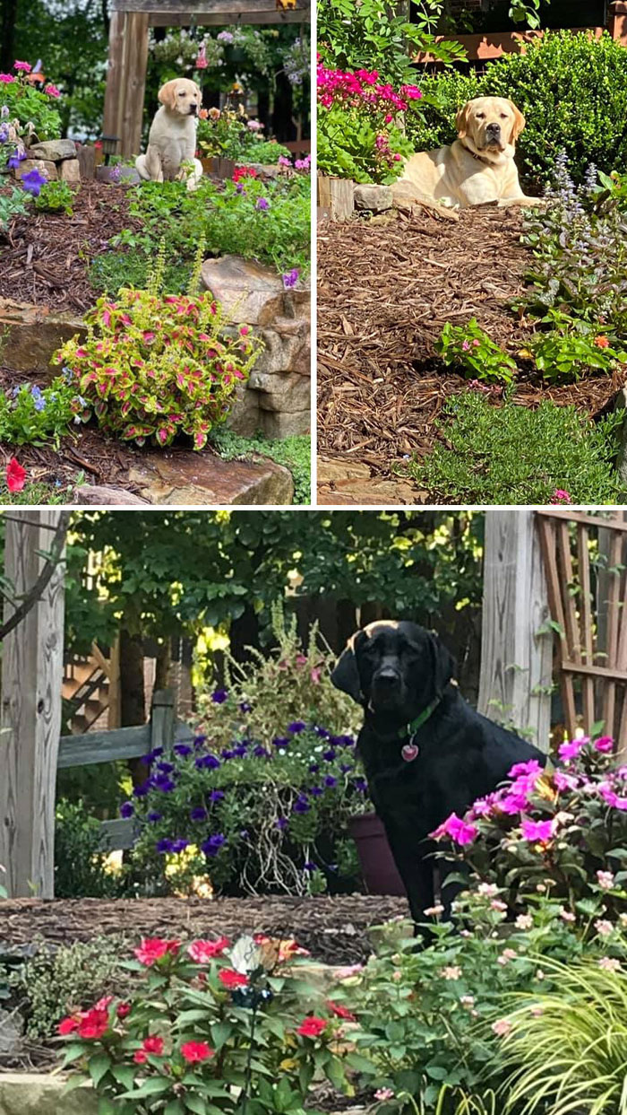 Creative-Gardening-Pictures