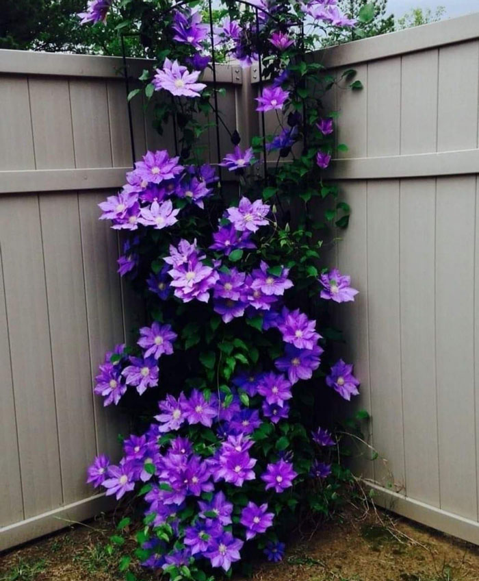 Creative-Gardening-Pictures