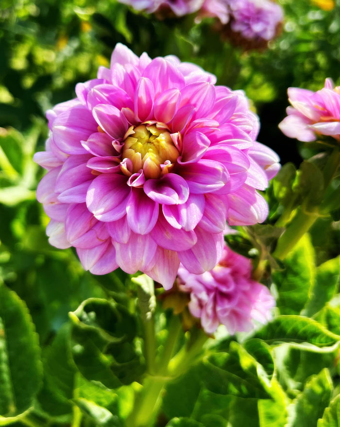 Creative-Gardening-Pictures