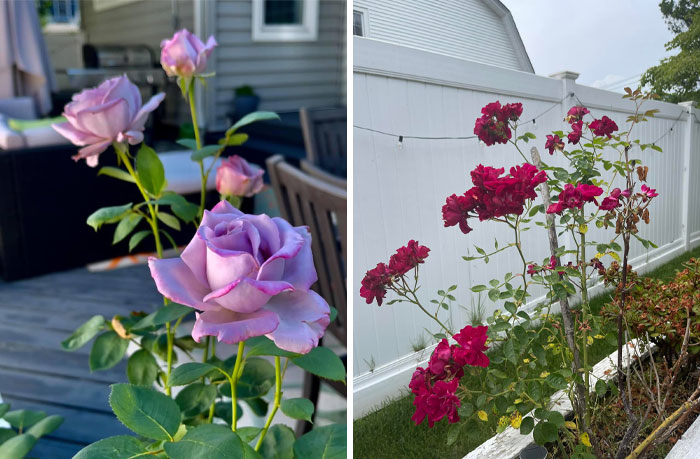 Creative-Gardening-Pictures