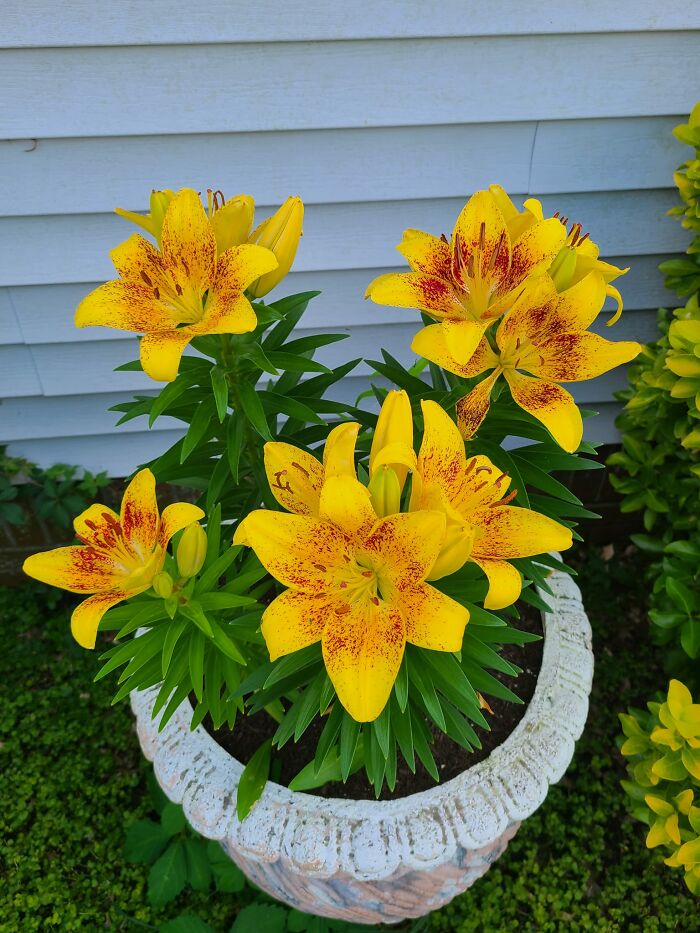 Creative-Gardening-Pictures