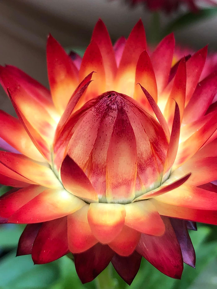 Creative-Gardening-Pictures