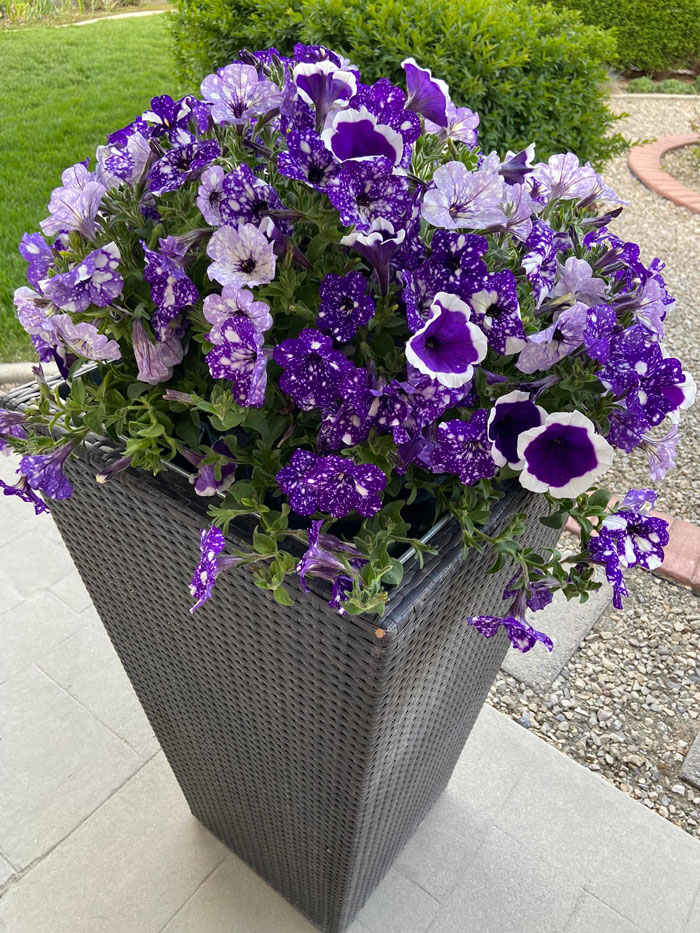 Creative-Gardening-Pictures