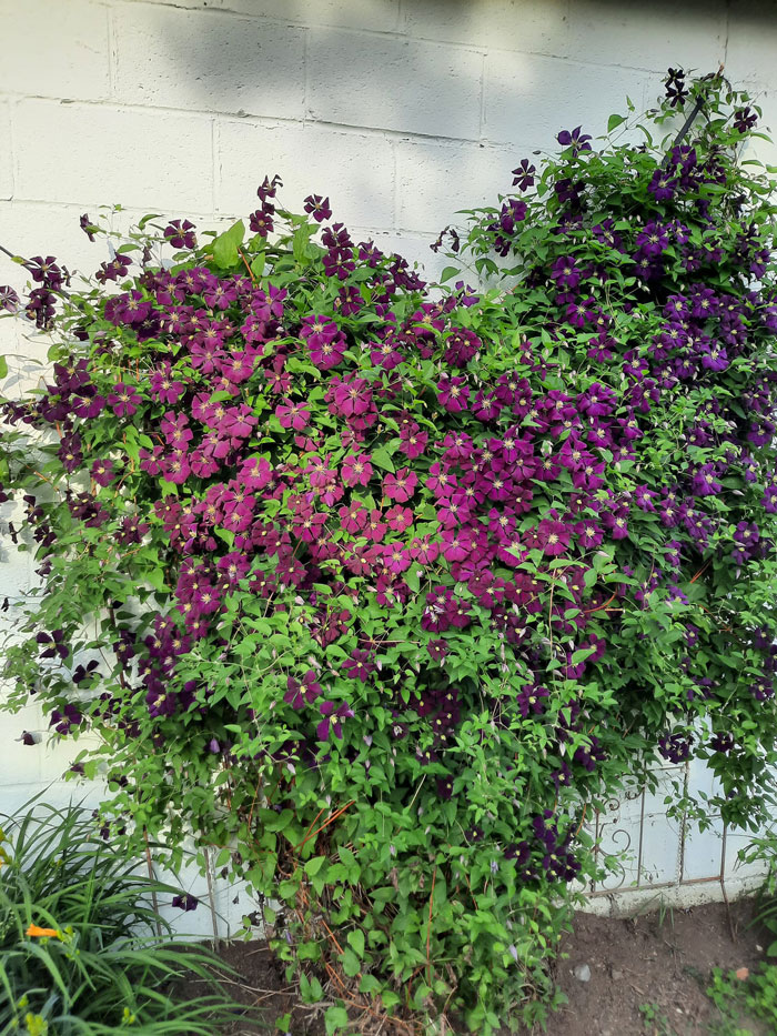 Creative-Gardening-Pictures