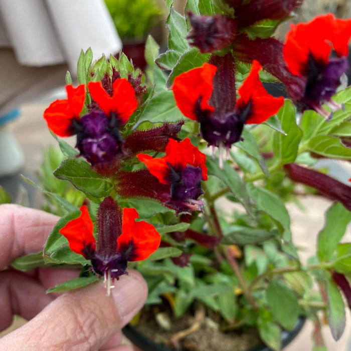 Creative-Gardening-Pictures