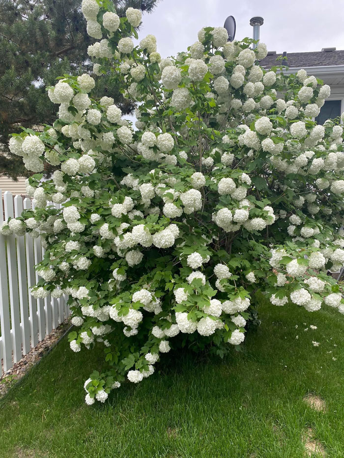 Creative-Gardening-Pictures