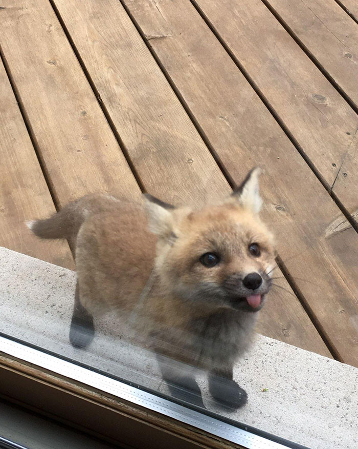 Cute fox peeking through glass, tongue out playfully.
