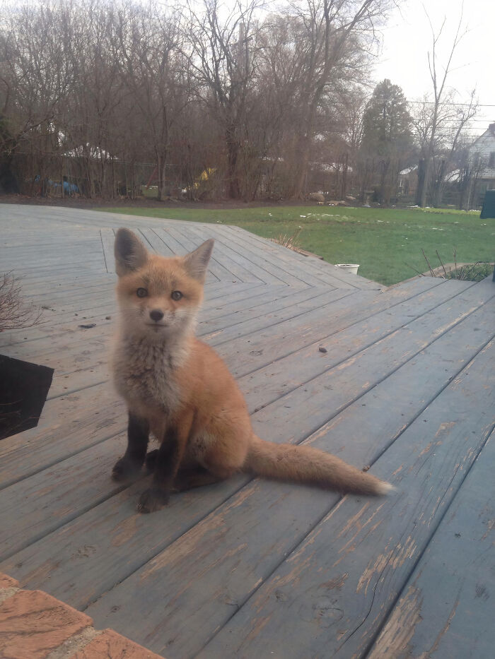 A cute fox sitting on a wooden deck with a grassy yard and trees in the background.