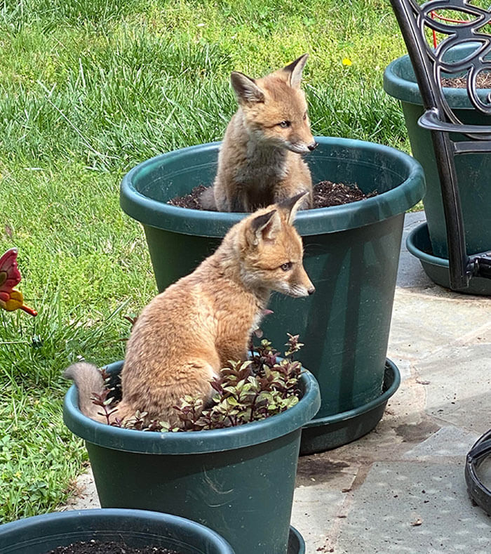 Cute foxes sitting in large green plant pots on a sunny day outdoors.