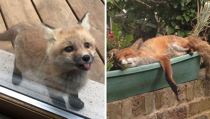 40 Furry and Fantastic Cute Foxes That You Won’t Be Able to Resist