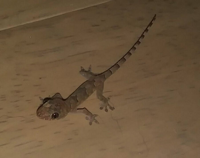 Cute Baby Lizard