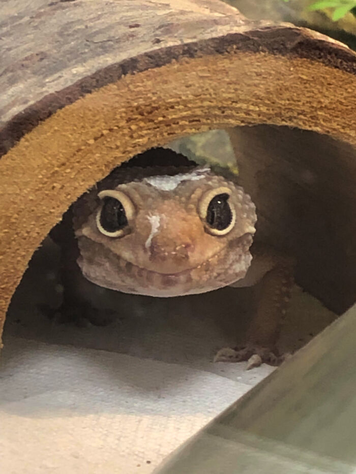 My Science Teacher Has A Cute Lizard Named Gizmo