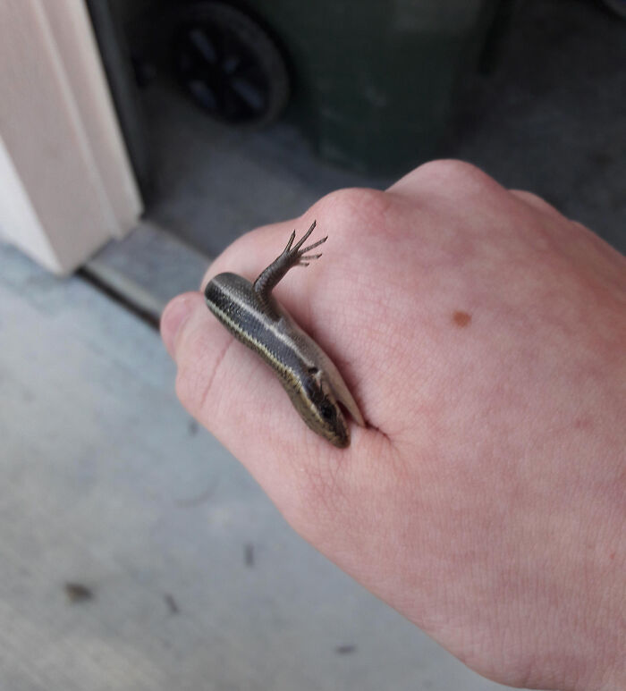 I Found A Little Lizard Outside My House. He's Cute But He Bites