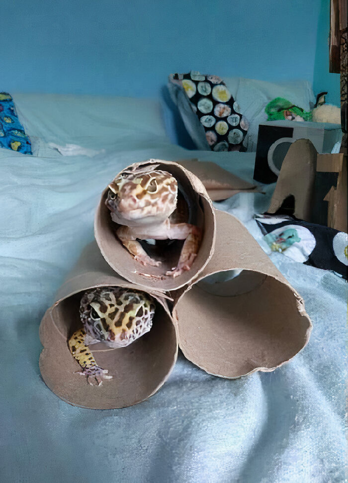 Lizards Can Be Cute, Too!