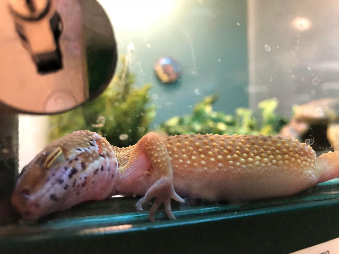 This Cute Little Sleepy Lizard