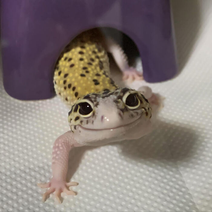 Nazuna: “Will We Eat Soon?"