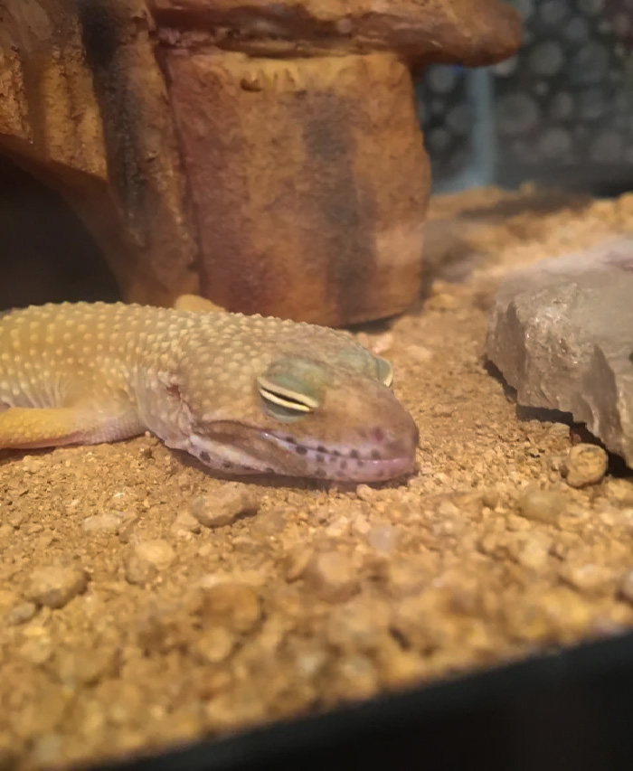 Guess I’ll Clean His Tank Later