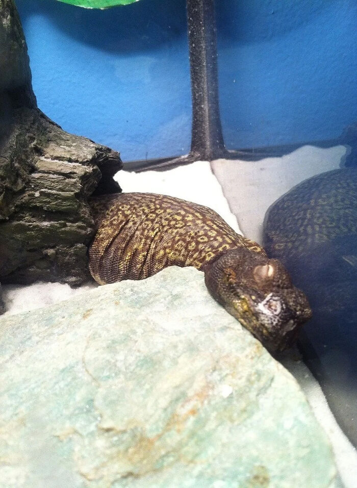 To Anyone Who Said, A Lizard Can't Be Cute