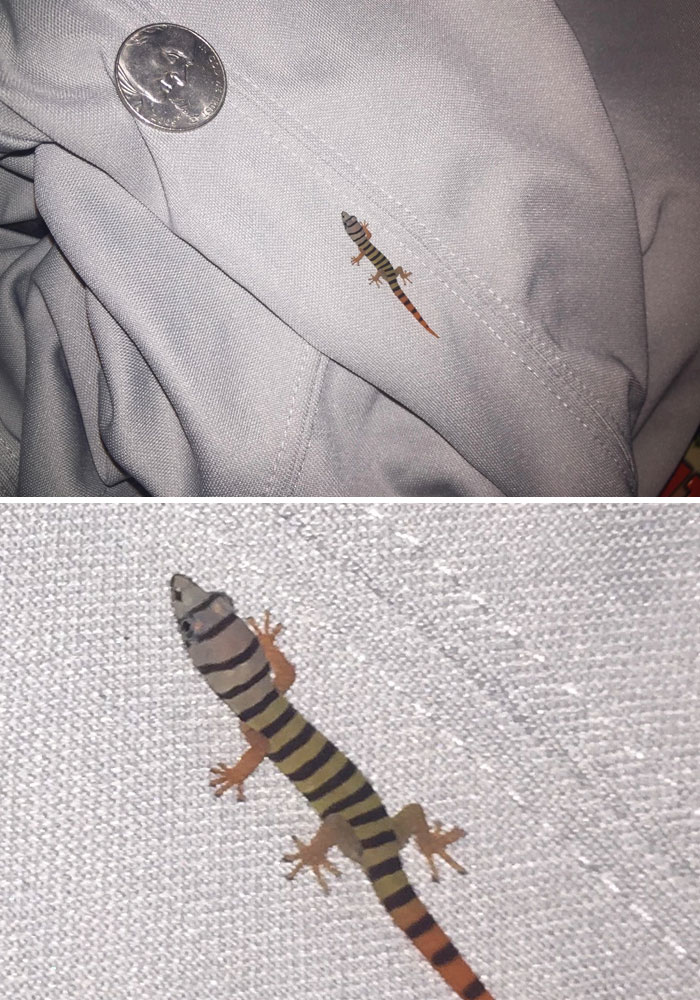 Cute Little Lizard Invaded My House (Nickel For Scale)