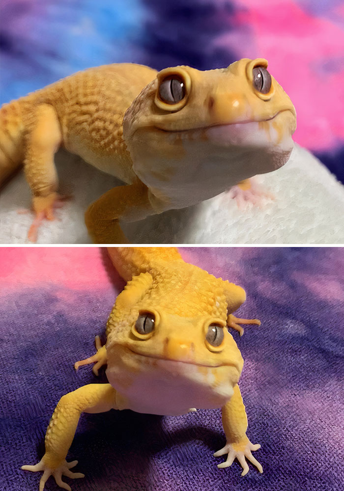 Suzushiro: "Is That My Meal?"