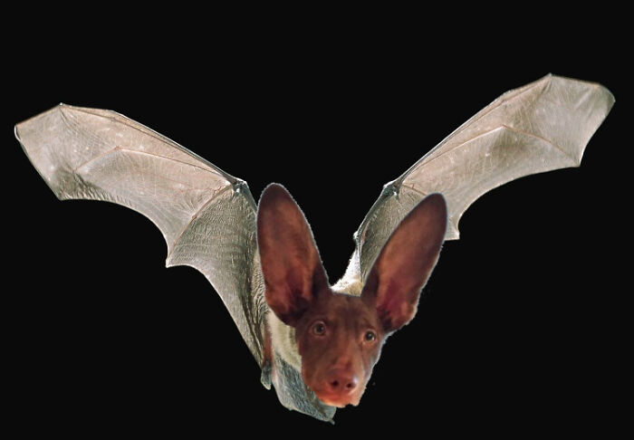So, I Made Some Animal Hybrids (Swinosaurs, Hipmunks And More...)