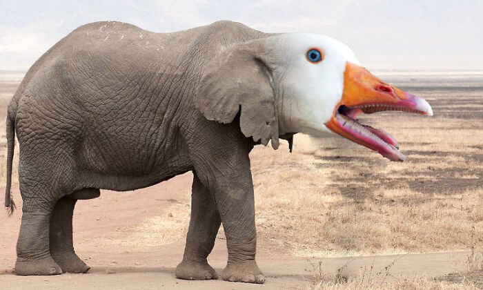 So, I Made Some Animal Hybrids (Swinosaurs, Hipmunks And More...)
