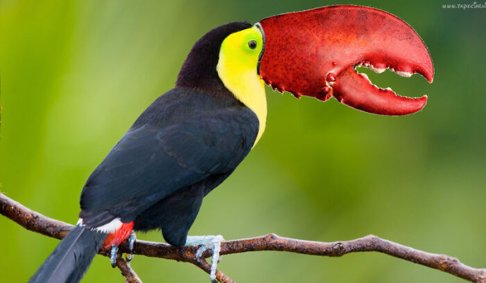 So, I Made Some Animal Hybrids (Swinosaurs, Hipmunks And More...)