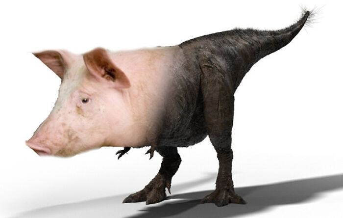 So, I Made Some Animal Hybrids (Swinosaurs, Hipmunks And More...)