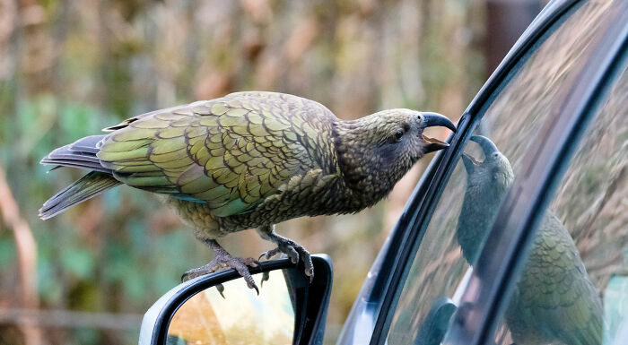 Netizens Are Loving This Humorous Tumblr Post Dedicated To The Intellectual Contrast Between Crows And Keas