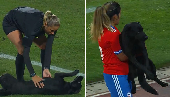 Dog-Interrupts-Football-Match-For-Belly-Rubs