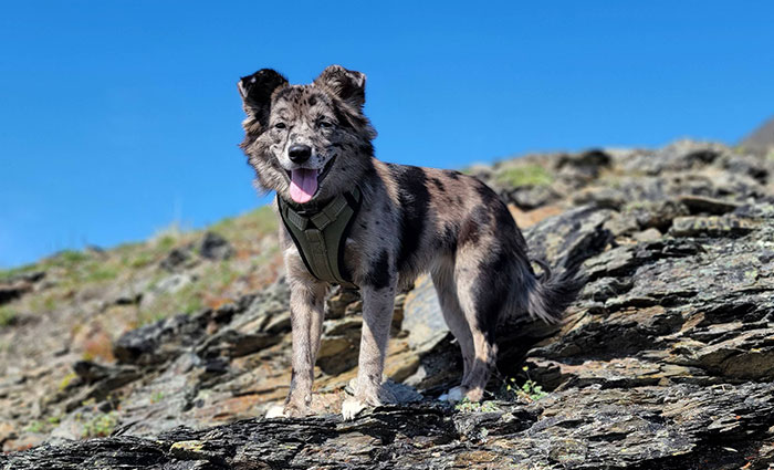 Dog Lover Shares How His Pup Lives A Heartwarming Double Life Visiting An Elderly Woman Every Day