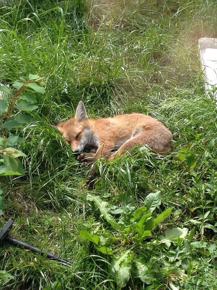 Cute fox sleeping peacefully in lush green grass.