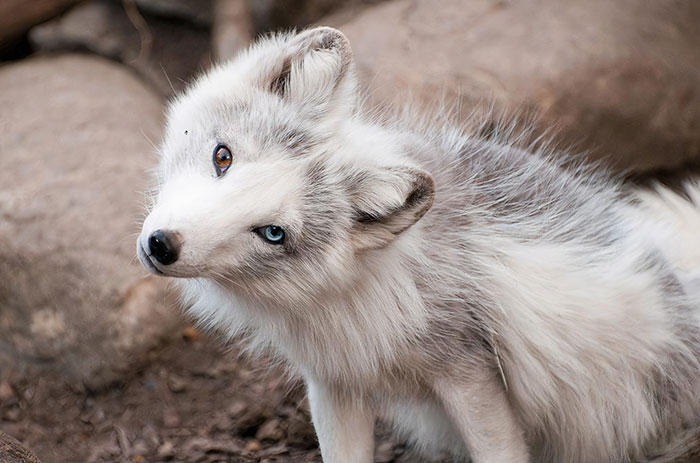 Cute fox with fluffy white and grey fur, displaying a curious expression.