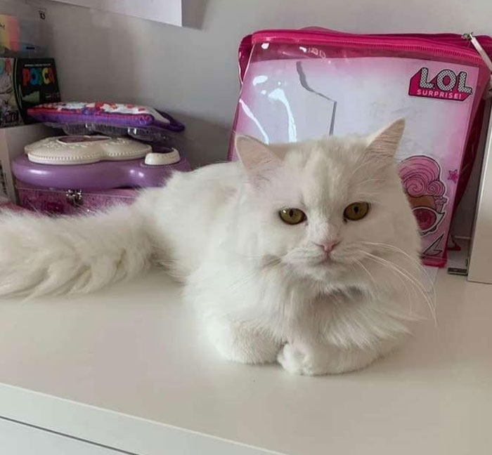 Man Lets Out An Indoor Cat He Hates "Probably Hoping For Her To Get Lost", Fianc&eacute;e Goes Off At Him In Front Of His Whole Family