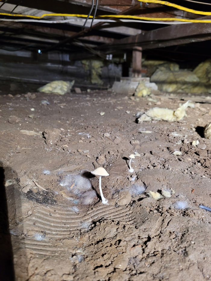 50 ‘Nightmares’ And ‘Miracles’ Spotted During Structural Inspections (New Pics)