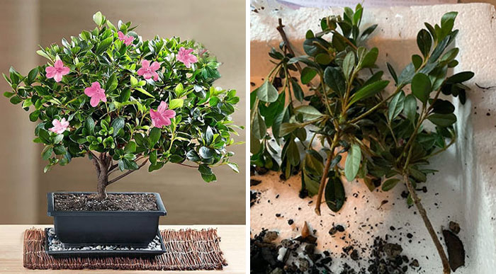 For Mother’s Day, I Ordered Flowers For My Mom. Got A Box Of Tree Branches