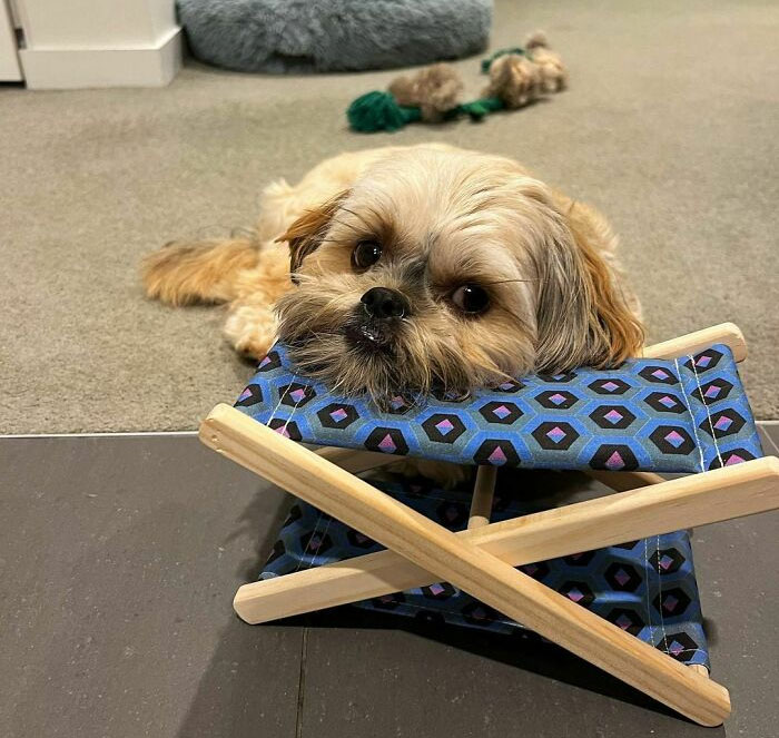 Mamá fue engañada al comprar online y compró esta pequeña silla. Supongo que ahora es mía