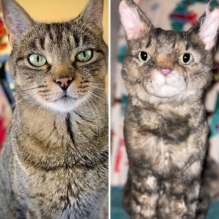 After My Cat Cash Passed Away, I Splurged On A Cuddle Clone Stuffed Animal For My Daughter After Seeing Their Rave Reviews. About To Ask For My Money Back