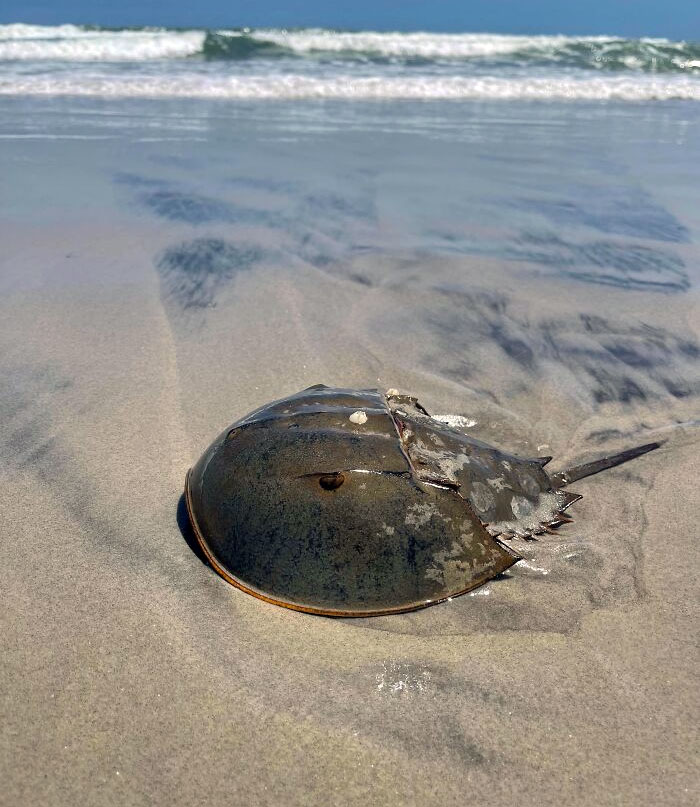 Found This Fossil Moving On The Beach Today