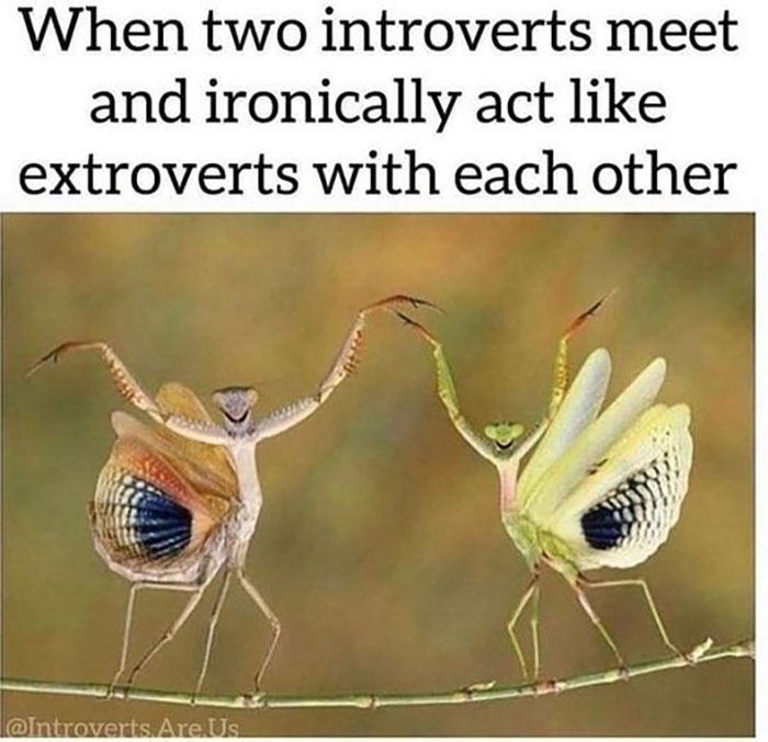 Funny-Introvert-Memes