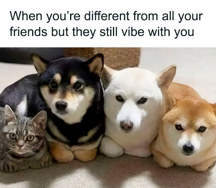 Funny-Introvert-Memes